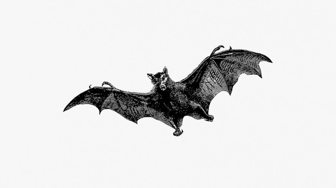 Flying Bat Art