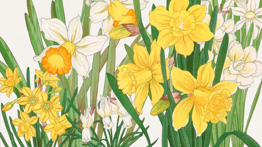 Daffodils  Art