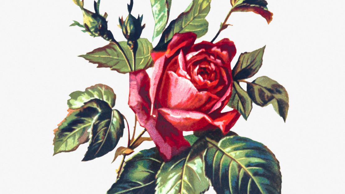 Rose from Poets in the Garden  Art